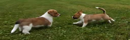 Mixed Breed dogs for sale: Orpheus - Ad 15