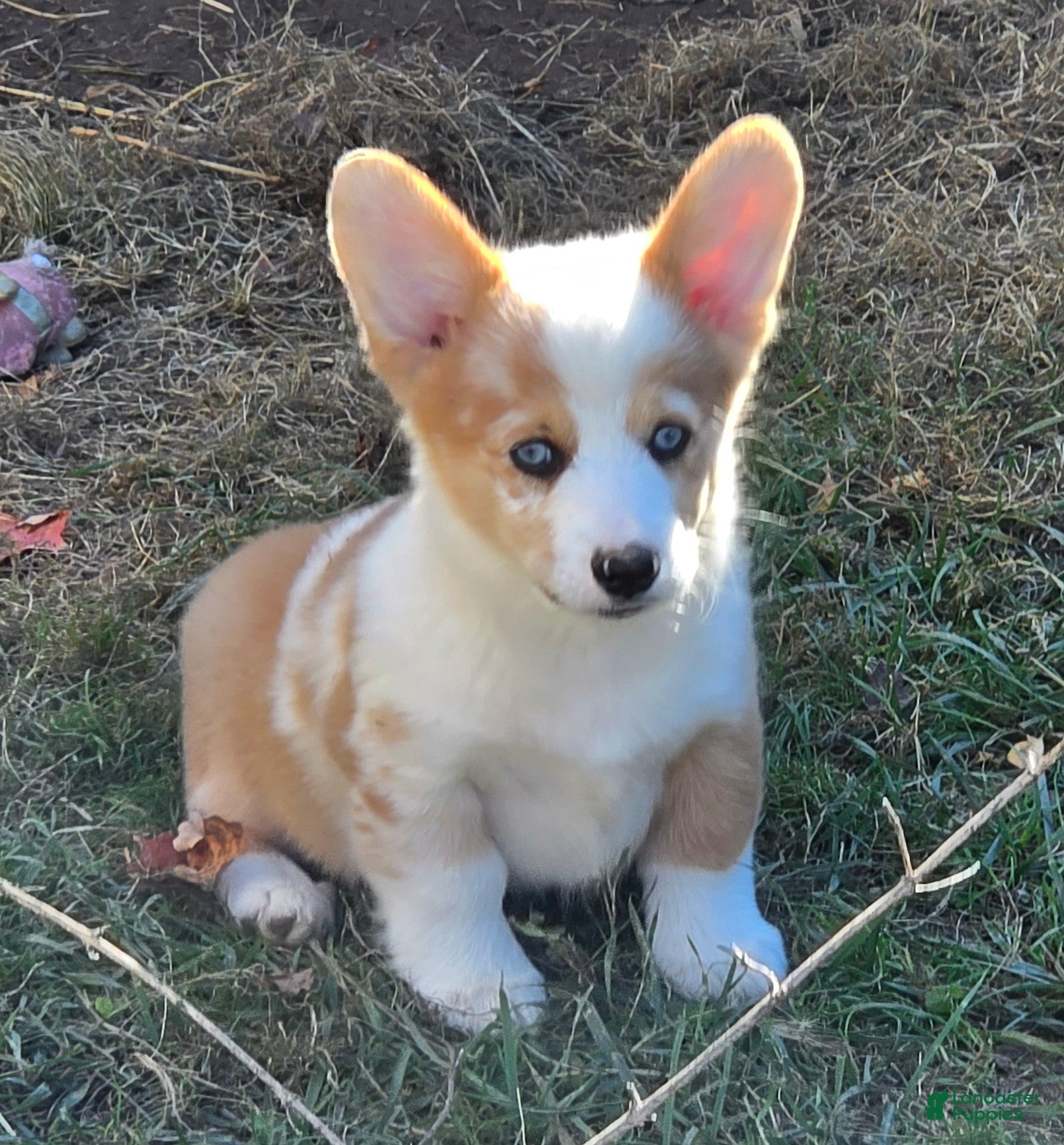 Welsh Corgi Pembroke dogs Beautiful Bentley  - Ad 1