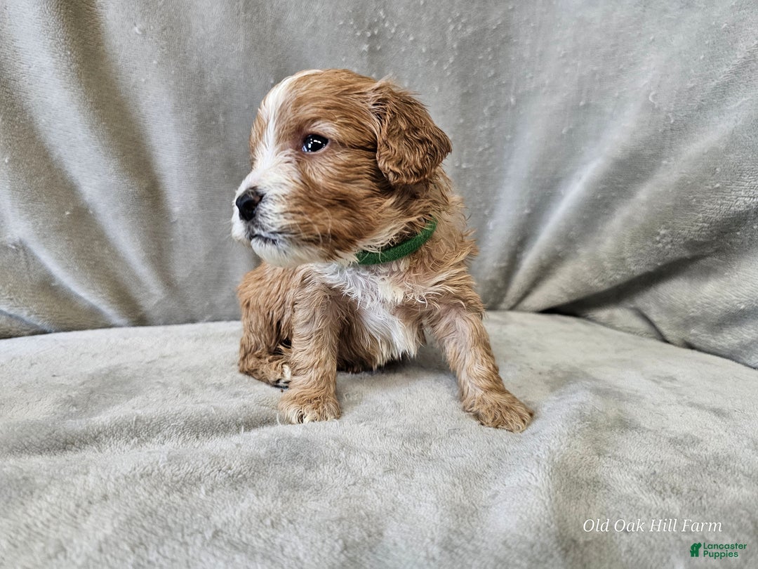 Cavapoo dogs for sale: Gnocchi - Ad 9