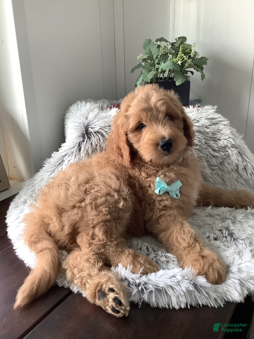 Gallery Image {{count}}