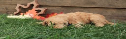 Goldendoodle dogs for sale: Cruz - Ad 3