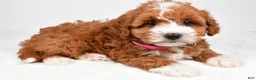 Maltipoo dogs for sale: Clover - Ad 2