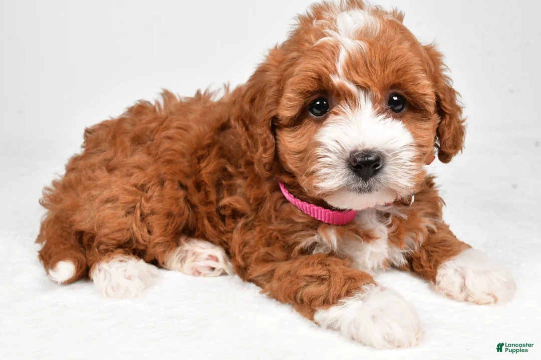 Maltipoo dogs for sale: Clover - Ad 2