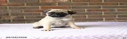 Pug dogs for sale: Wesley - Ad 3