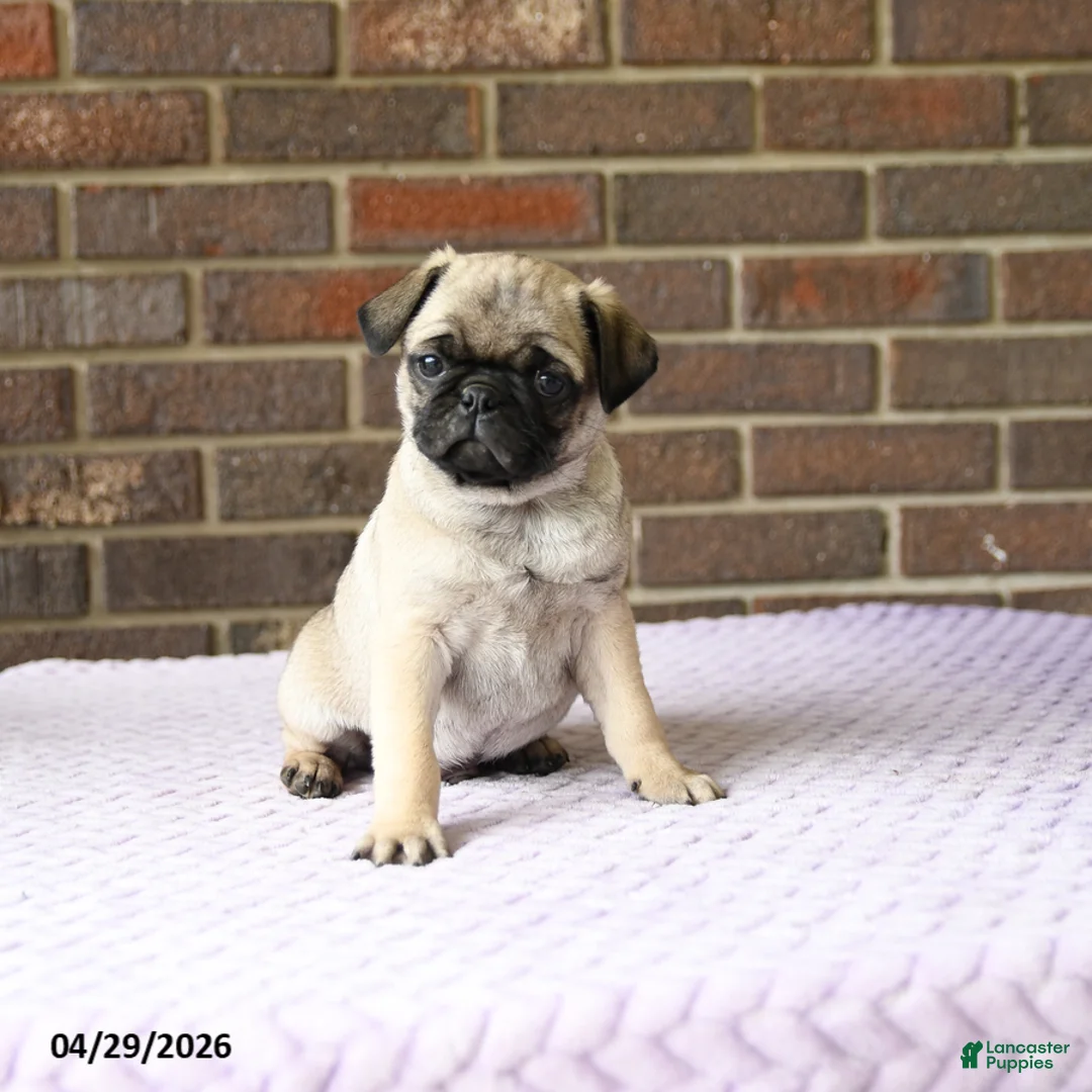 Pug dogs for sale: Wesley - Ad 3