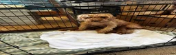 Miniature Poodle dogs for sale: Miniature Poodle 4 - Ad 5