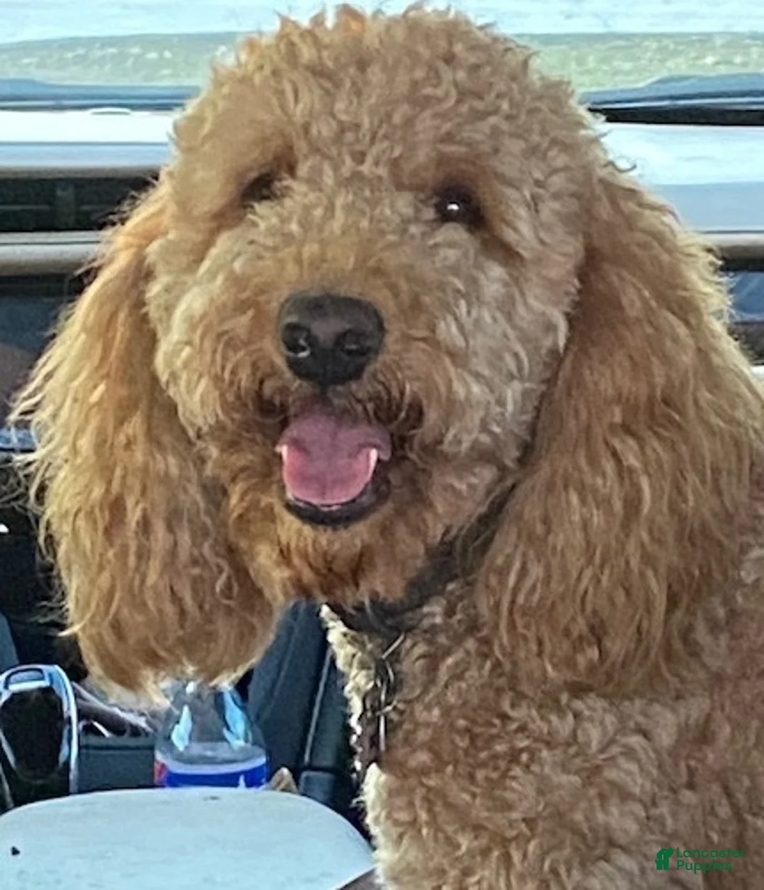Mini Goldendoodle dogs for sale: Baxter - Ad 6