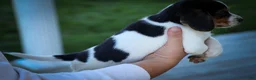 Beagle dogs for sale: Ollie Belle - Ad 15