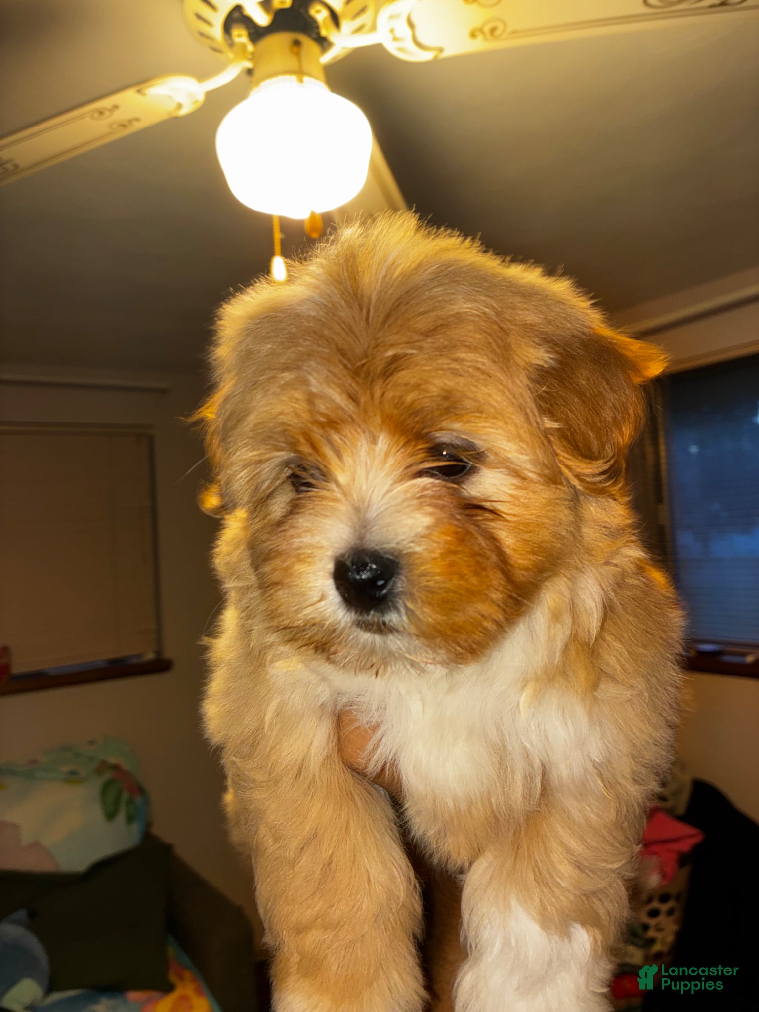 Bichon Frise dogs Havanese Puppy 3 - Ad 12