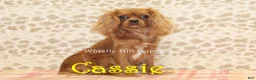 Cavapoo dogs for sale: Indy - Ad 5