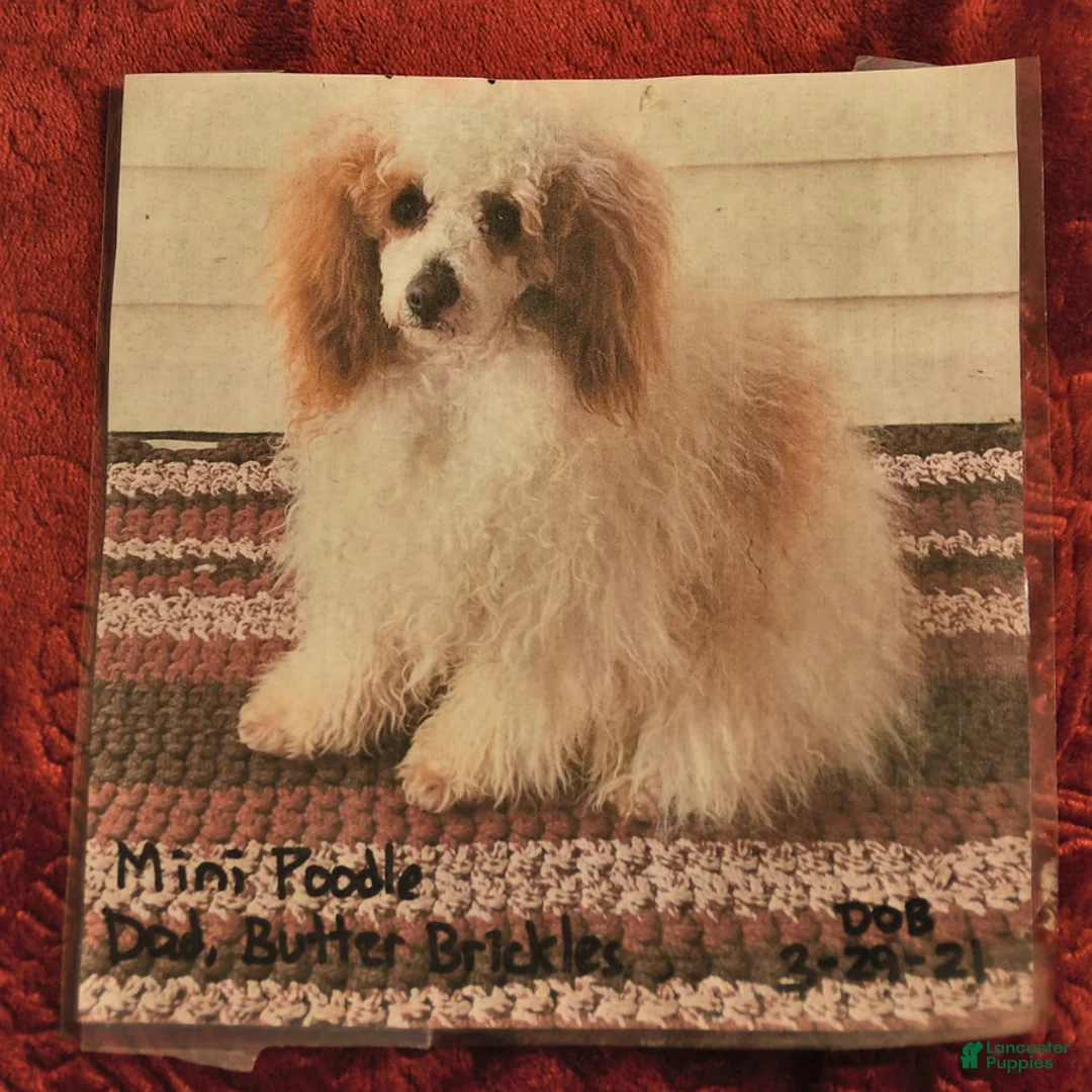 Mini Goldendoodle dogs for sale: Happy Taffy  - Ad 7