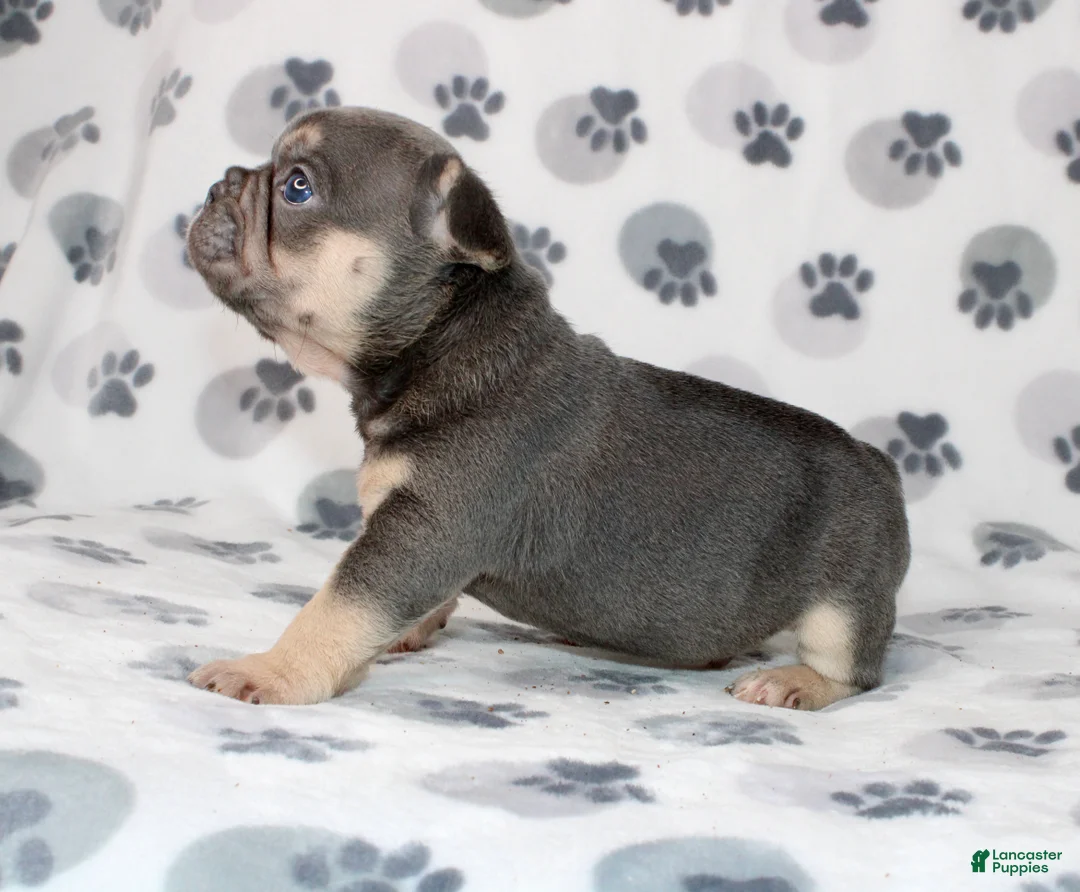 French Bulldog dogs for sale: Rocco - Ad 2