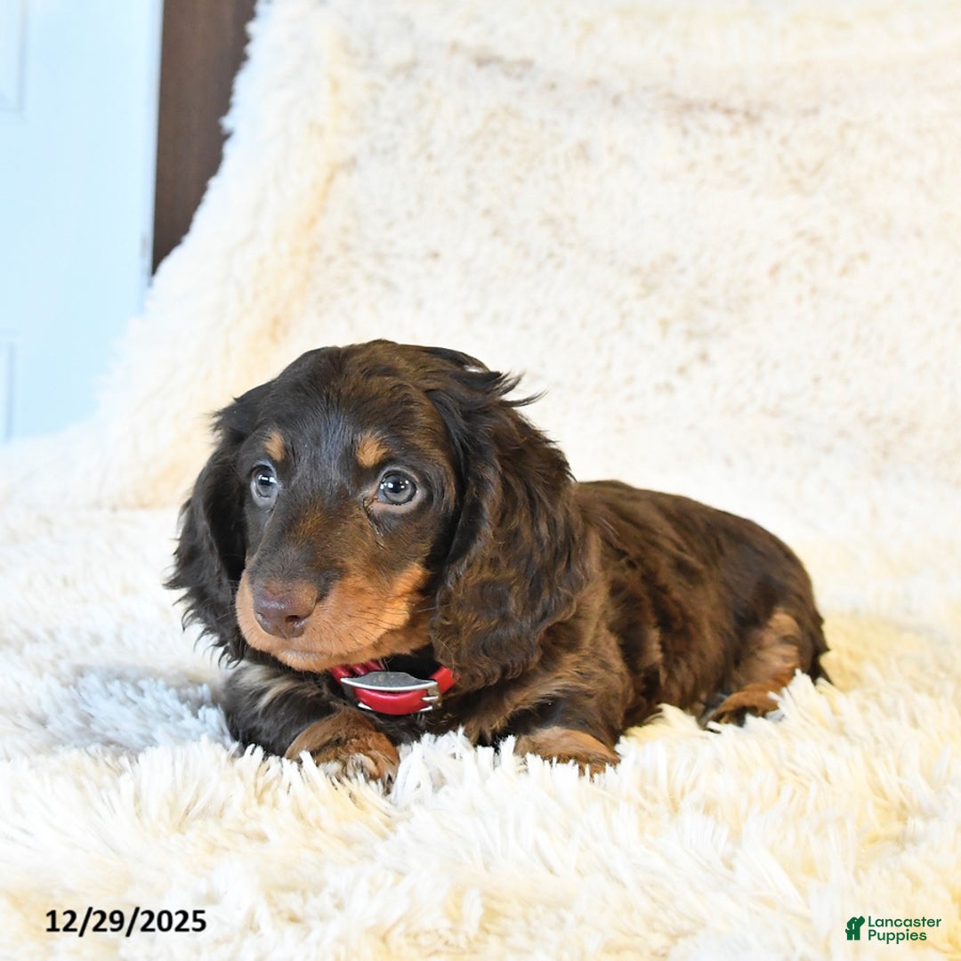 Miniature Dachshund dogs for sale: Francis - Ad 5