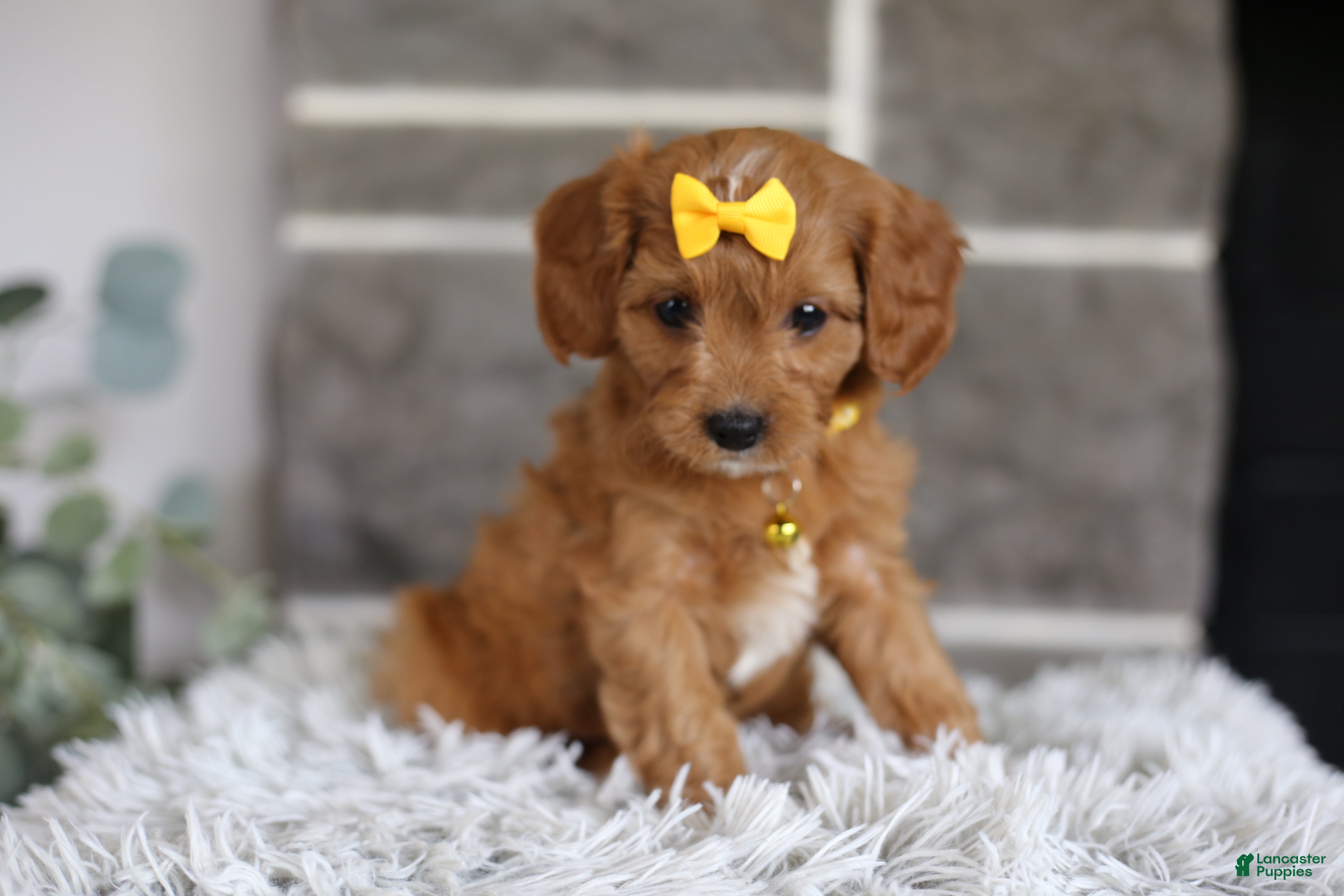 Cavapoo dogs Twinkle - Ad 1