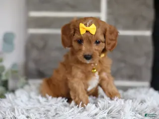 Cavapoo dogs for sale: Twinkle - Ad 1