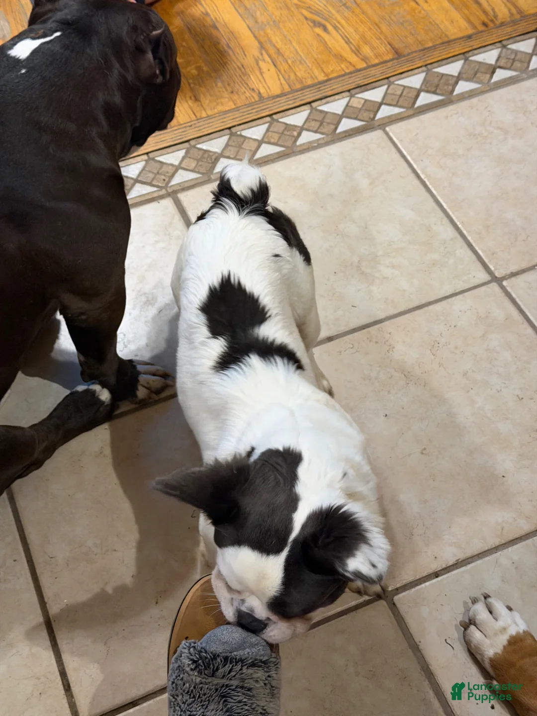 French Bulldog dogs for sale: Lulu - Ad 2