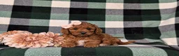 Mini Goldendoodle dogs for sale: Tehya 9 lbs Full Grown - Ad 6