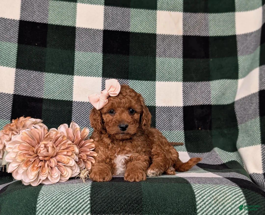 Mini Goldendoodle dogs for sale: Tehya 9 lbs Full Grown - Ad 6
