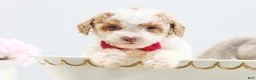 Toy Poodle dogs for sale: Bailey - Ad 1
