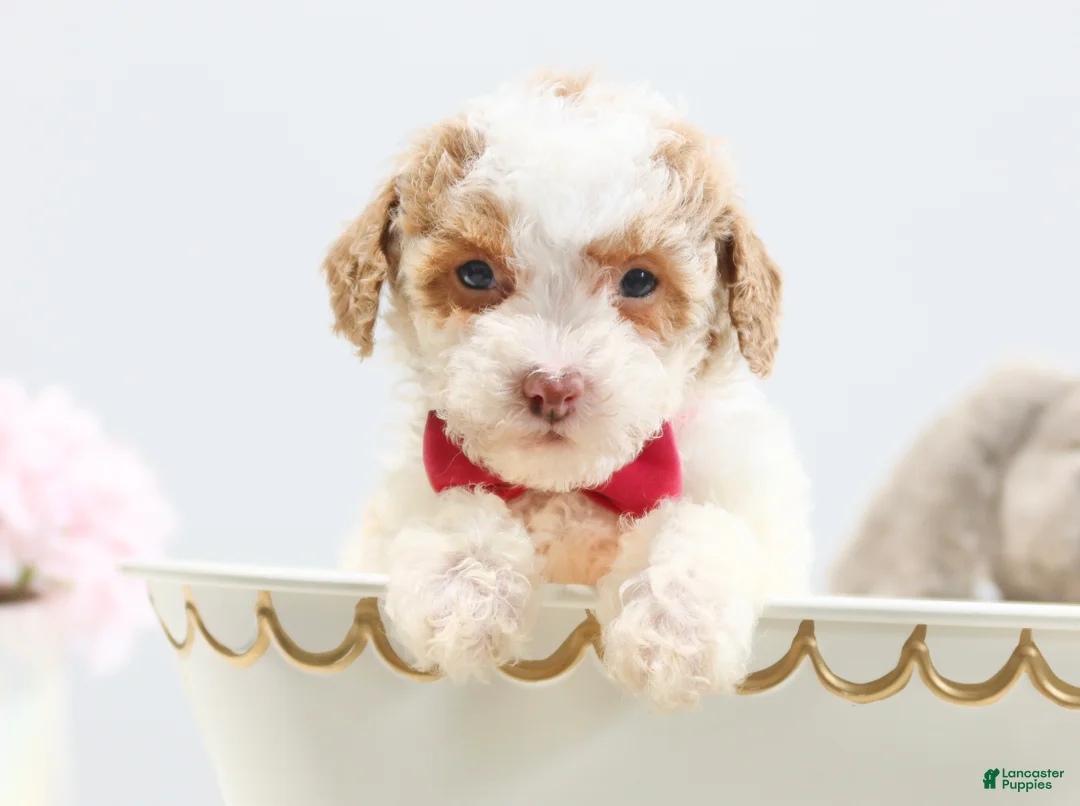 Toy Poodle dogs for sale: Bailey - Ad 1