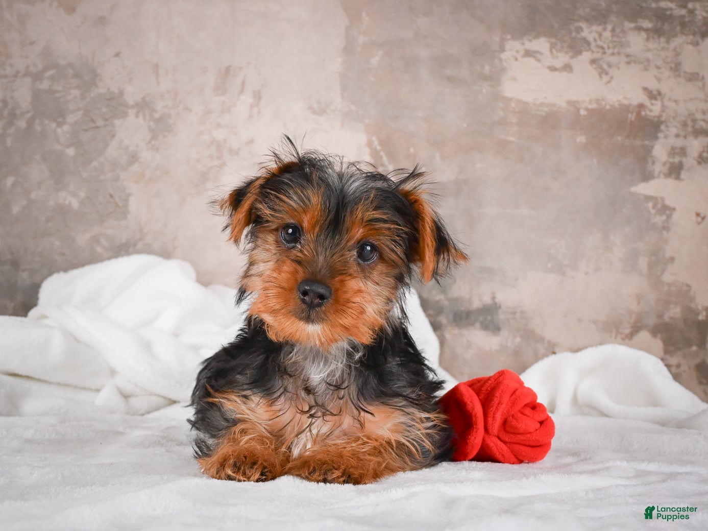 Yorkshire Terrier dogs for sale: Rose - Ad 4