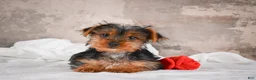 Yorkshire Terrier dogs for sale: Rose - Ad 1