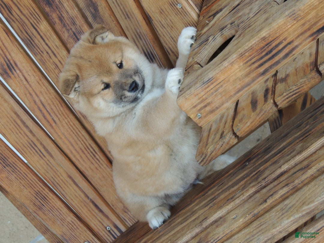 Shiba Inu dogs for sale: DAKOTA - Ad 10