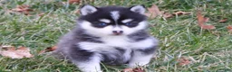 Pomsky dogs for sale: Melisa - Ad 5