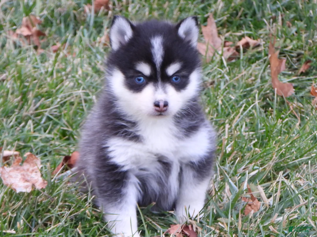 Pomsky dogs for sale: Melisa - Ad 5