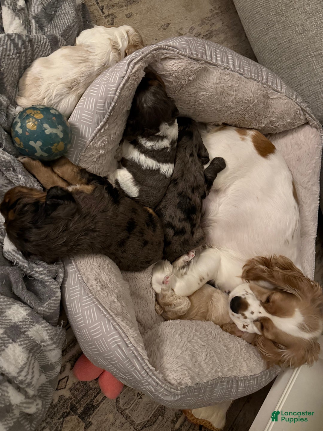 Cocker Spaniel dogs for sale: Teddy - Ad 11