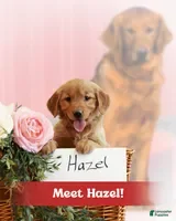 Golden Retriever dogs for sale: Hazel - Ad 1