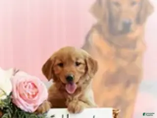 Golden Retriever dogs for sale: Hazel - Ad 1