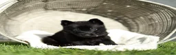 German Shepherd dogs for sale: Faye German Shepherd  - Ad 1