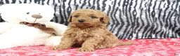 Mini Goldendoodle dogs for sale: Bouncer - Ad 4