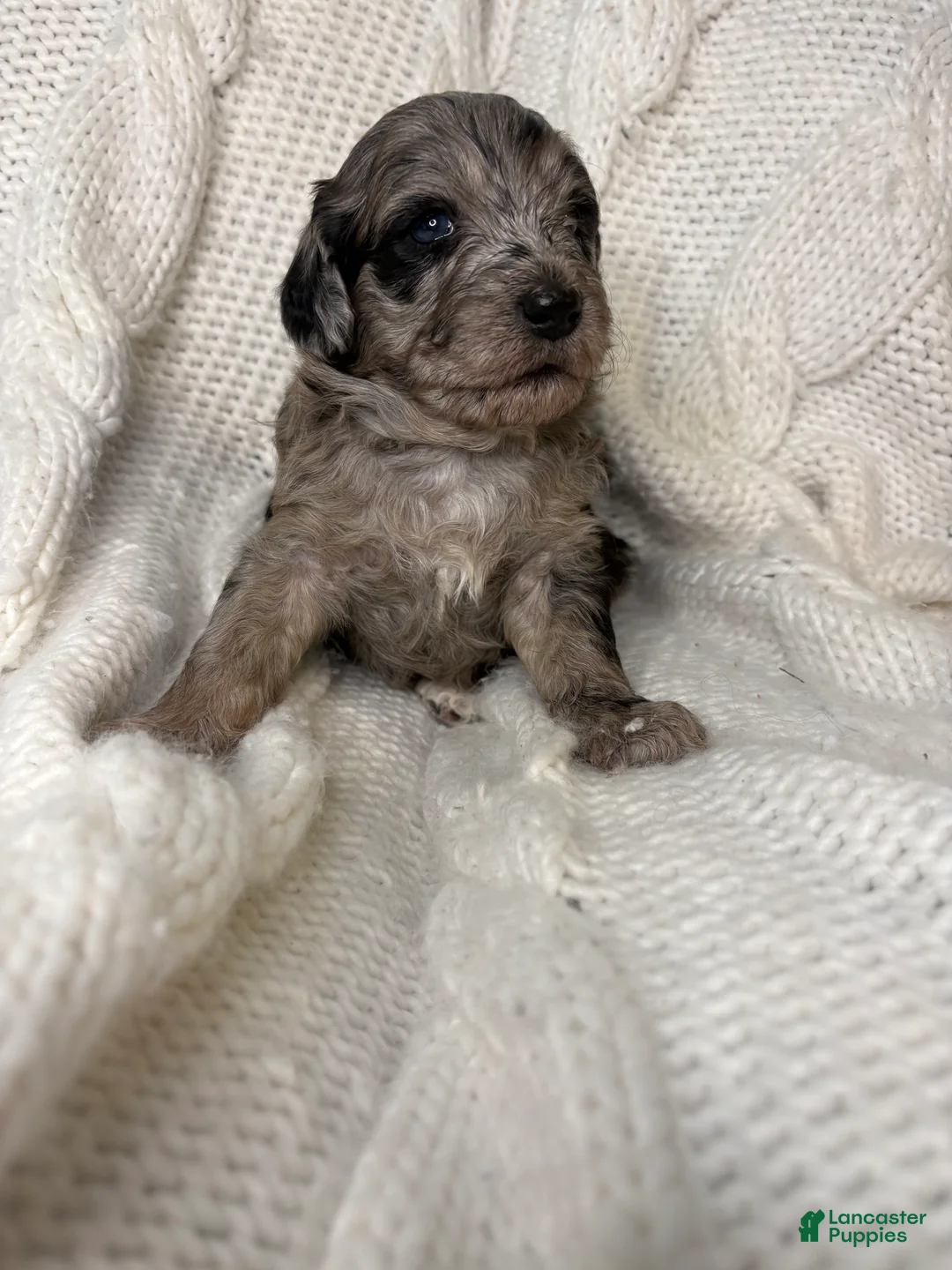 Mini Aussiedoodle dogs for sale: Mini Aussiedoodle Puppy 3 - Ad 2