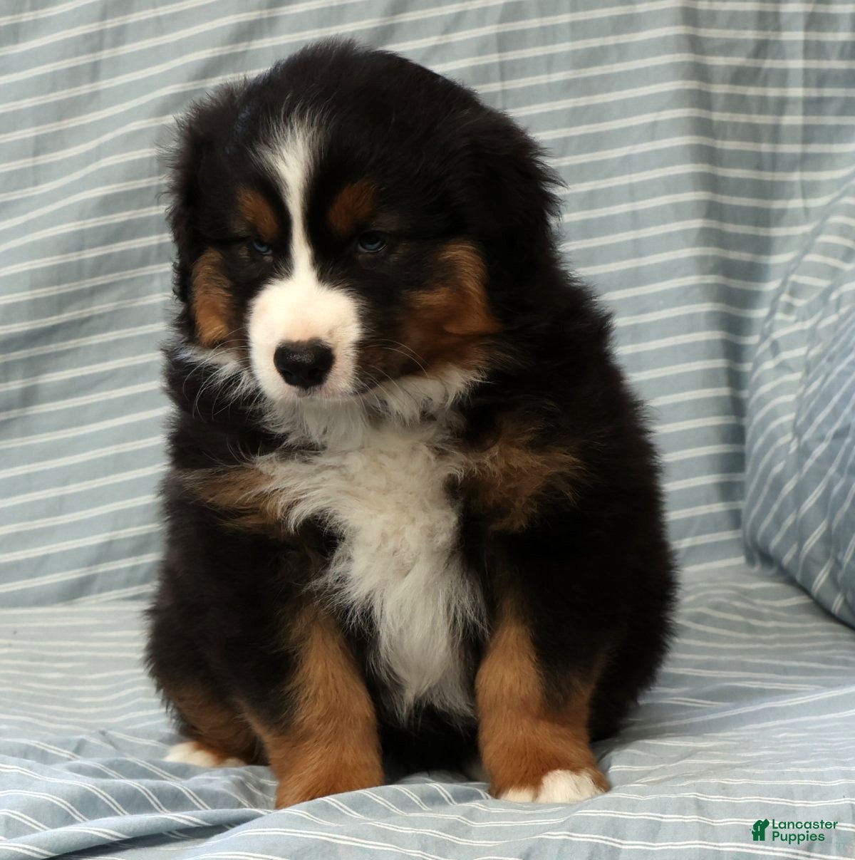 Australian Shepherd dogs for sale: Bear - Ad 6