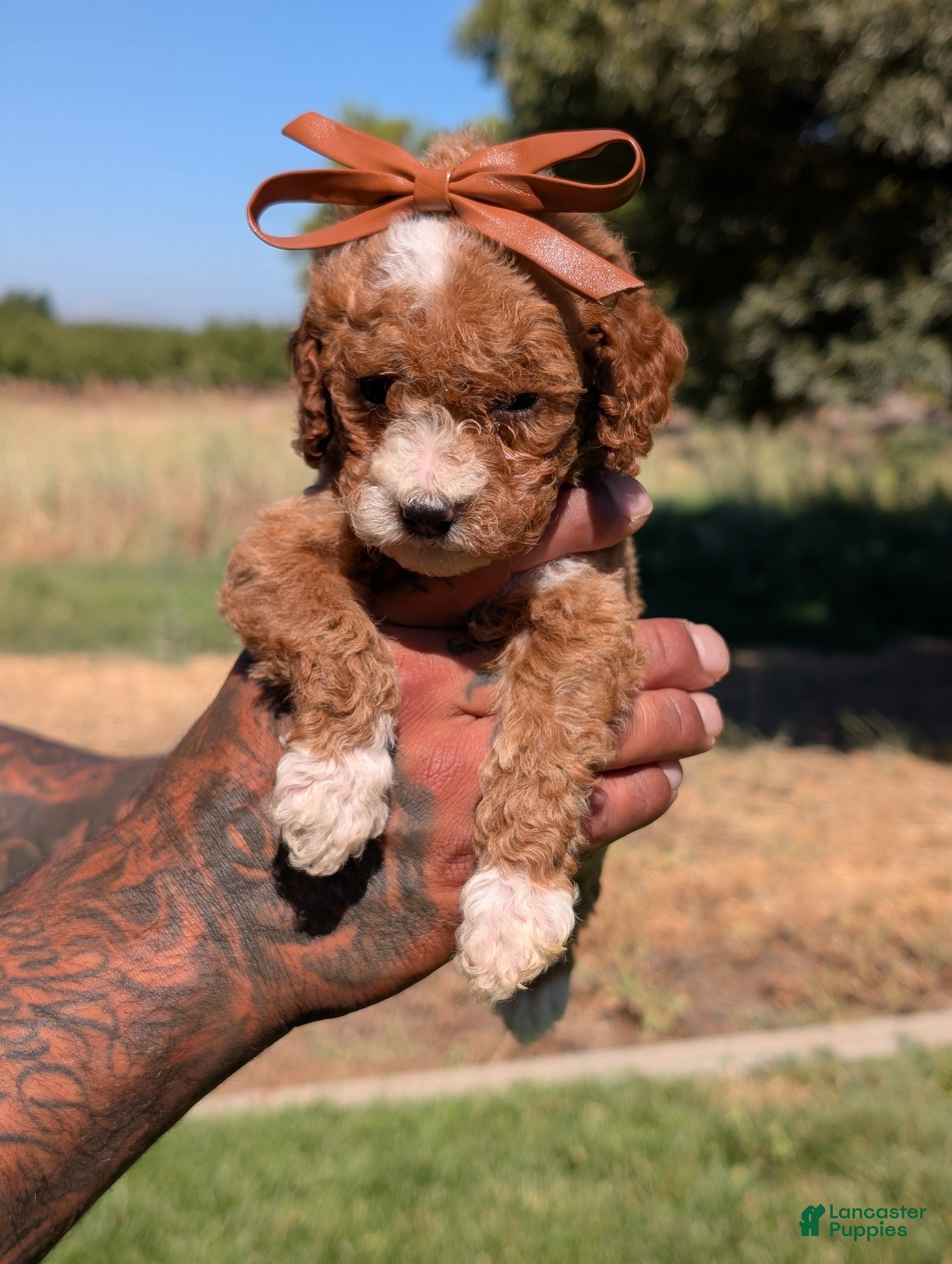 Cavapoo dogs Tater tot - Ad 2