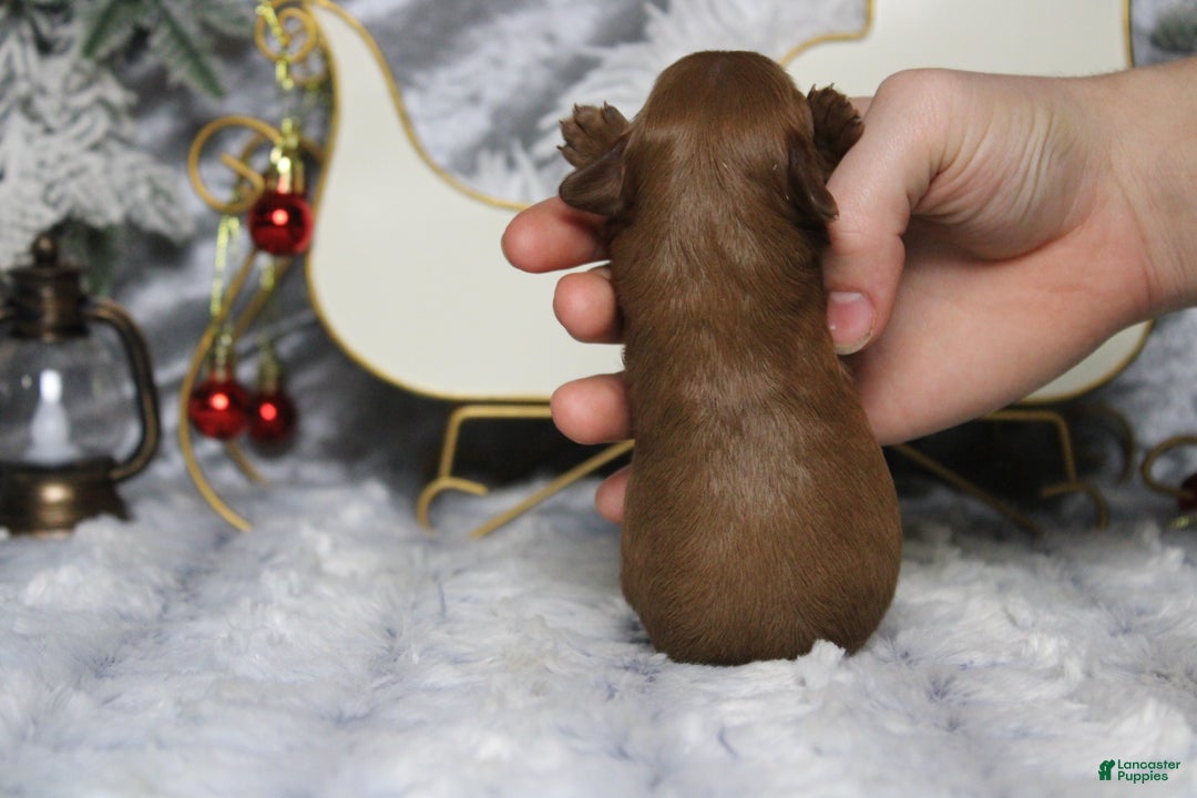 Cavapoo dogs for sale: Rosie - Ad 7