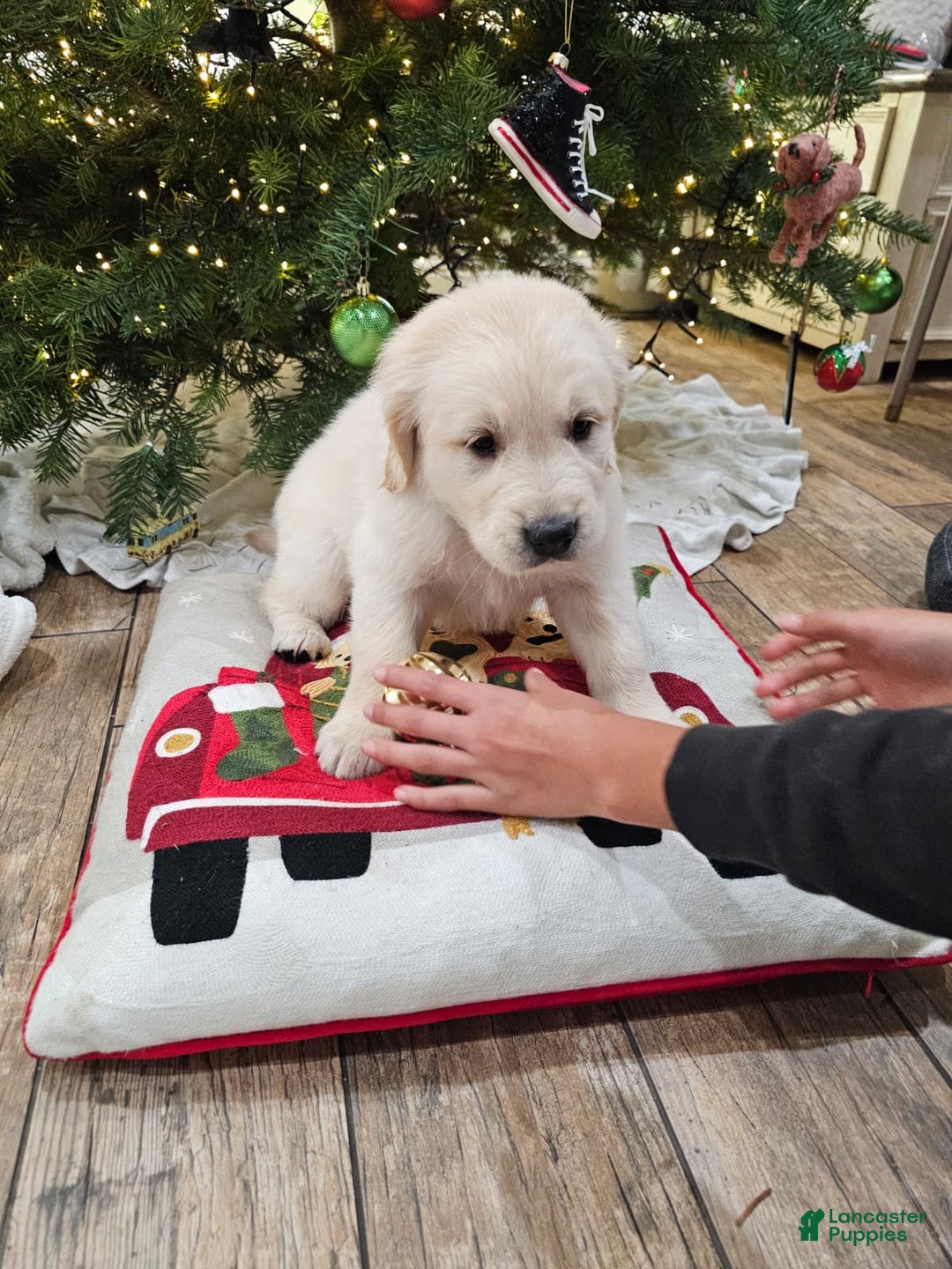 Golden Retriever dogs for sale: Golden Retriever Puppy 4 - Ad 44