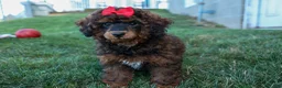 Miniature Poodle dogs for sale: MARSHALL - Ad 14