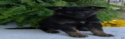 German Shepherd dogs for sale: Ivy - Ad 13