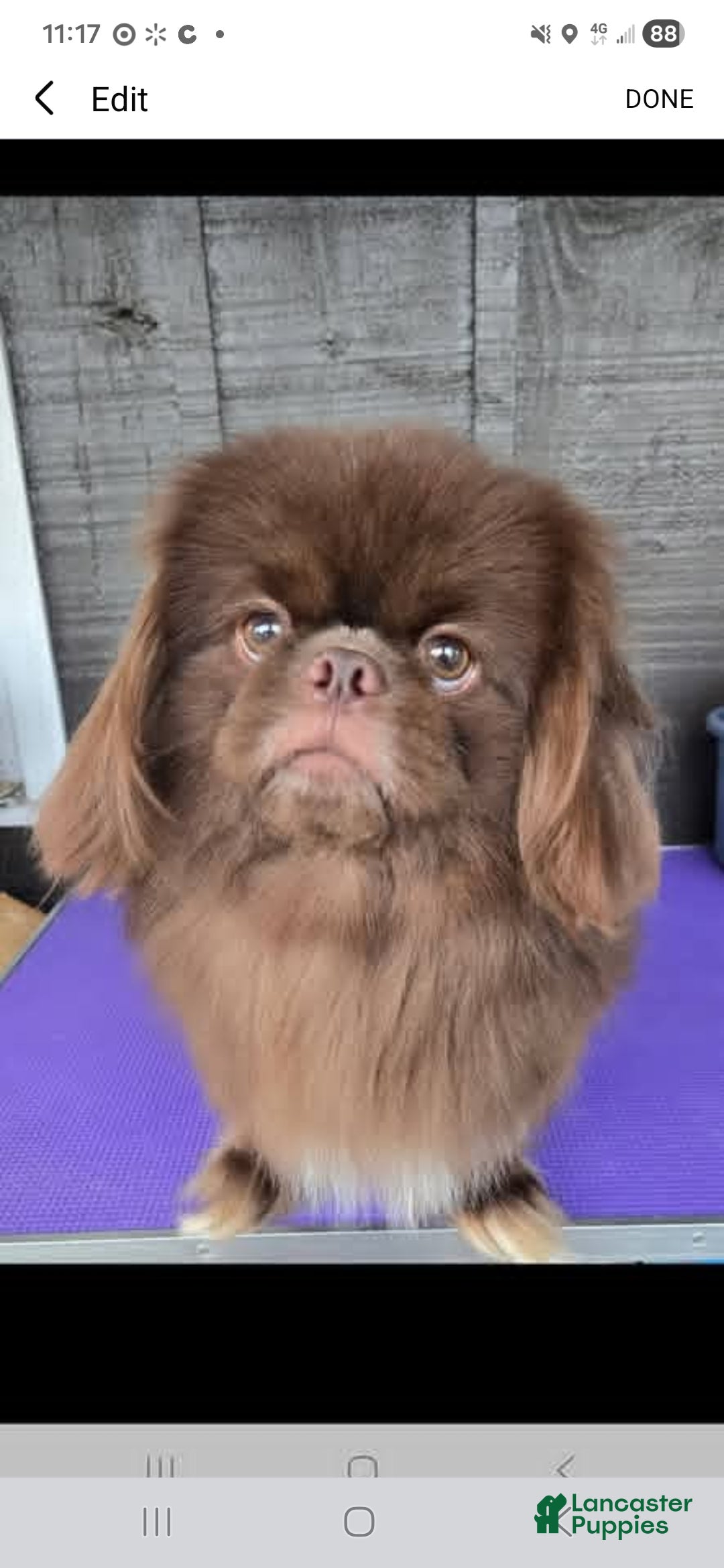 Pekingese dogs for sale: Gomez  - Ad 2