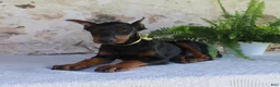 Doberman Pinscher dogs for sale: Sparky - Ad 5