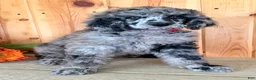 Standard Poodle dogs for sale: Zeek  - Ad 3
