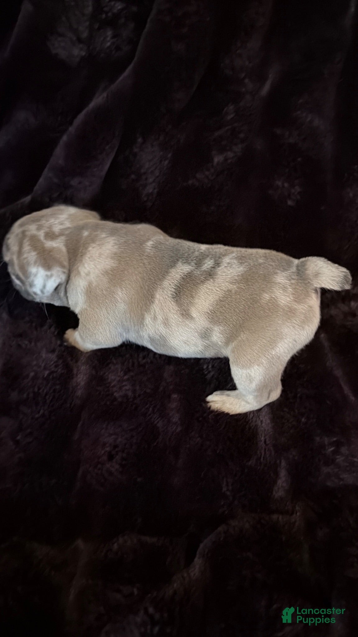French Bulldog dogs Izzy - Ad 2