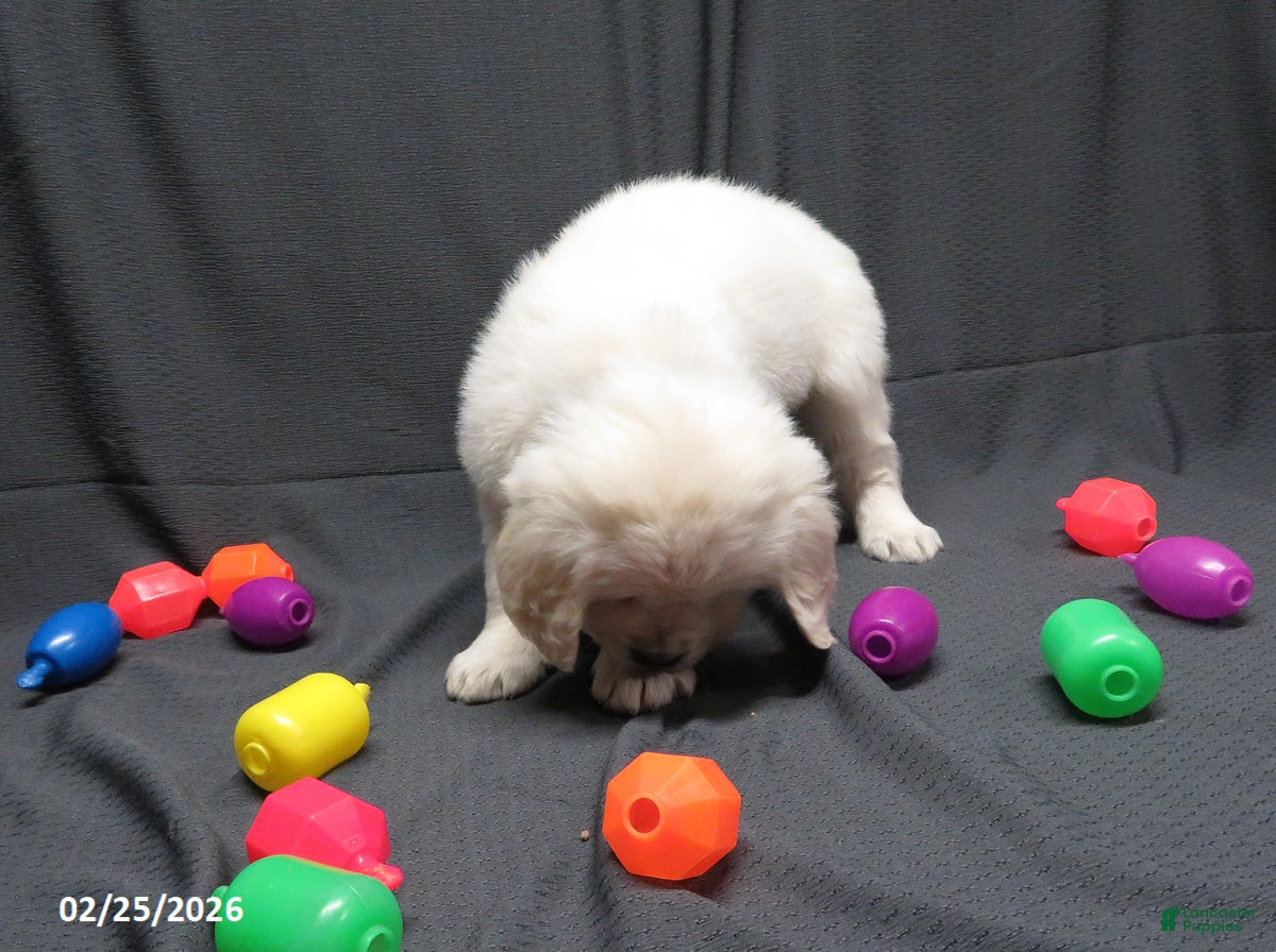 Golden Retriever dogs Bobbles - Ad 2