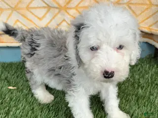 Mixed Breed dogs Nitro - Ad 41