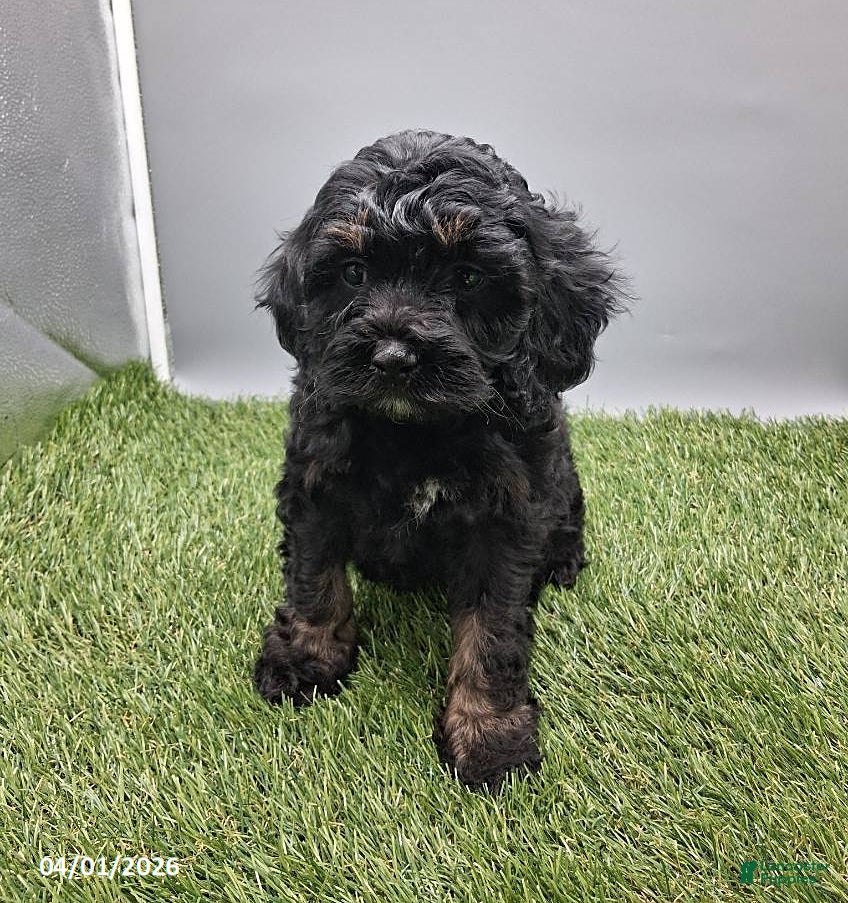 Cockapoo dogs Rose - Ad 2