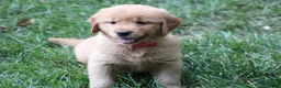 Golden Retriever dogs for sale: Ivy - Ad 3