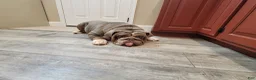 English Bulldog dogs for sale: English Bulldog 1 - Ad 2